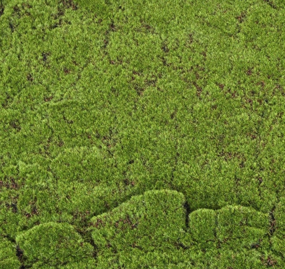 MUSGO BOSCOSO 100x200