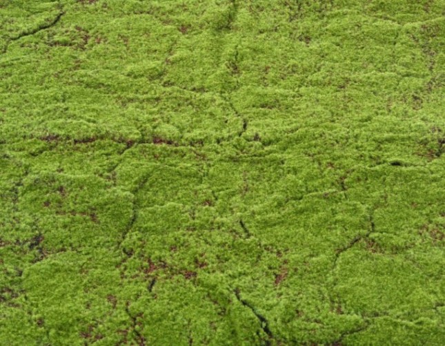 WALDMOSS 100 × 200