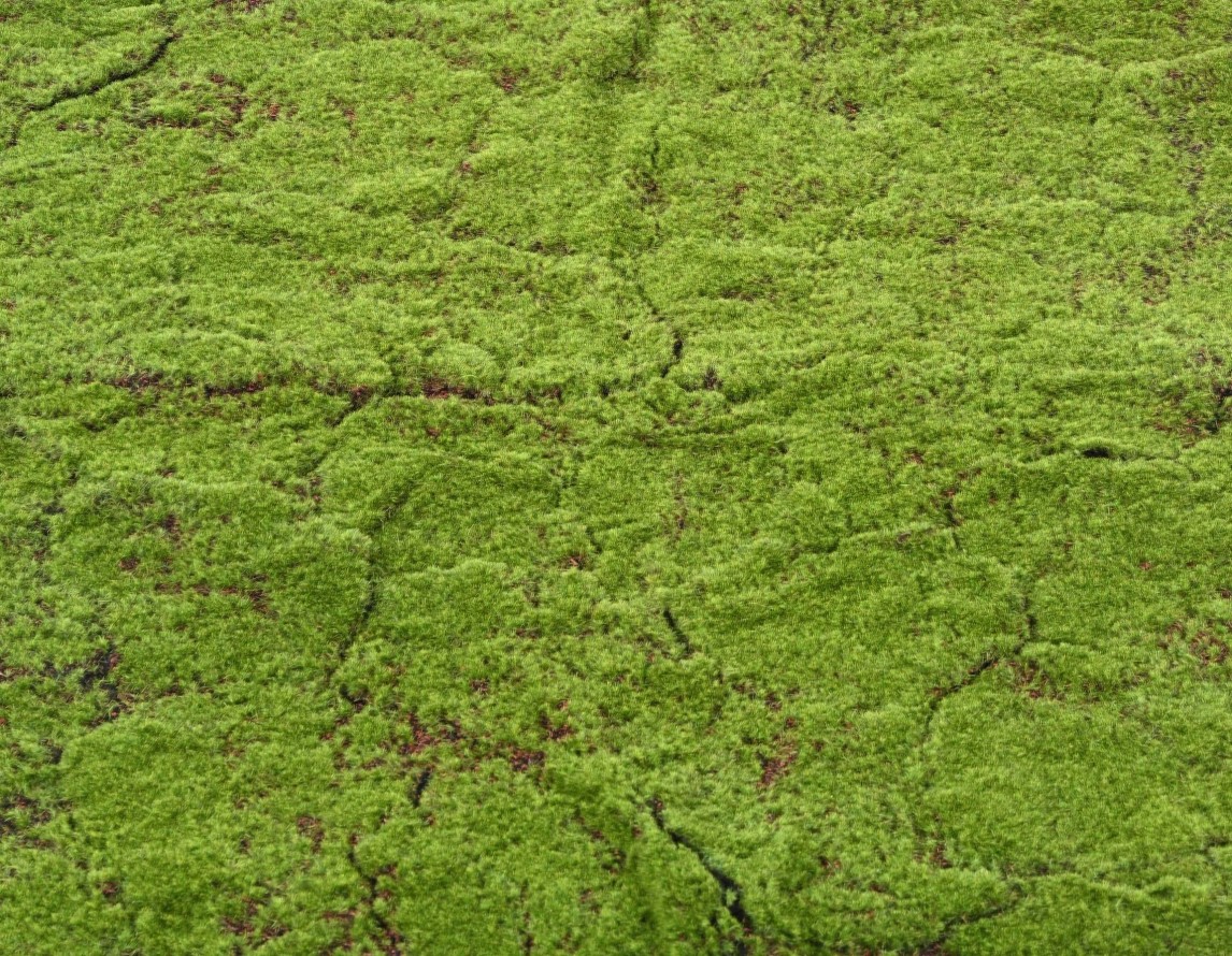 WALDMOSS 100 × 200