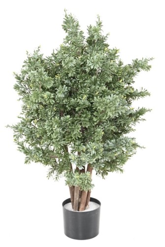 CROSSOSTEPHIUM RESISTENTE A...