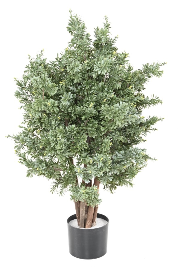 CROSSOSTEPHIUM RESISTENTE A LOS RAYOS UV