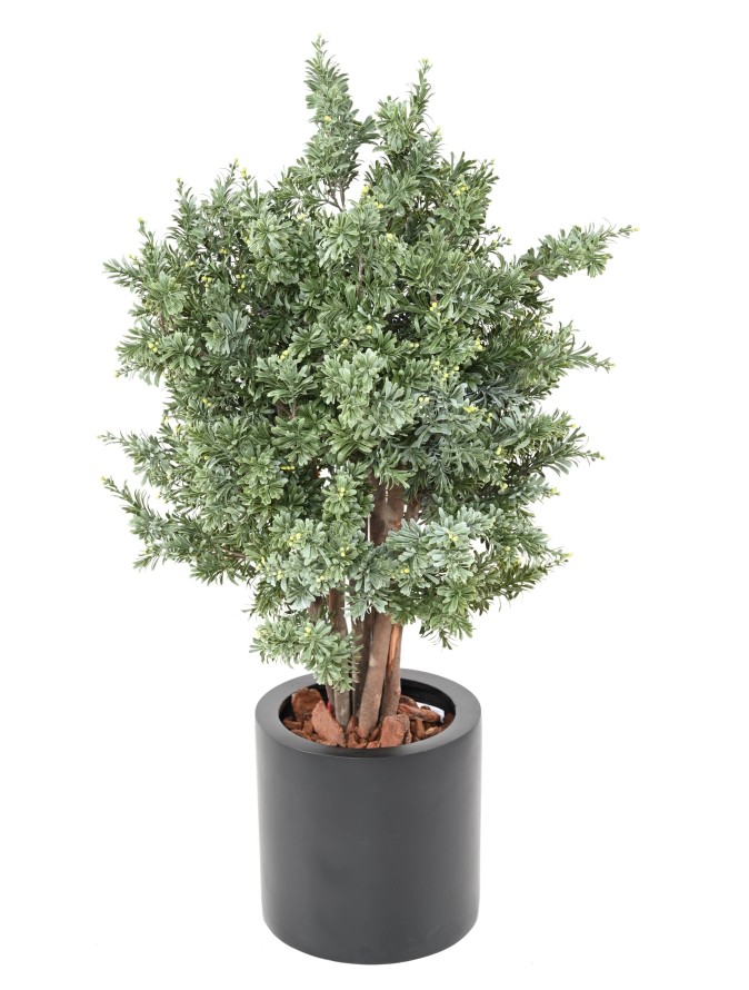 CROSSOSTEPHIUM RESISTENTE A LOS RAYOS UV