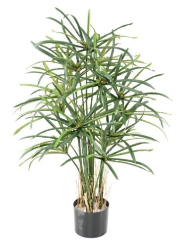 PAPYRUS ALTERNIFOLIUS BAYAS