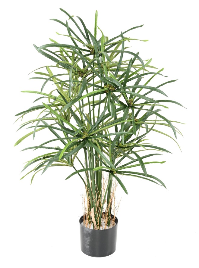 PAPYRUS ALTERNIFOLIUS BAYAS