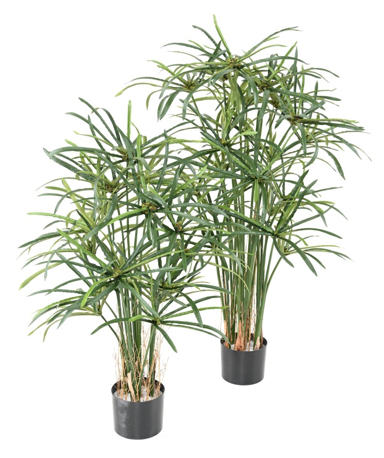 PAPYRUS ALTERNIFOLIUS BAYAS