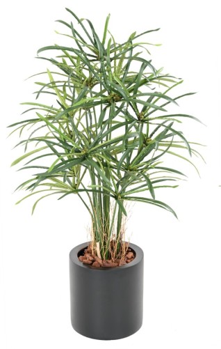 PAPYRUS ALTERNIFOLIUS BAYAS