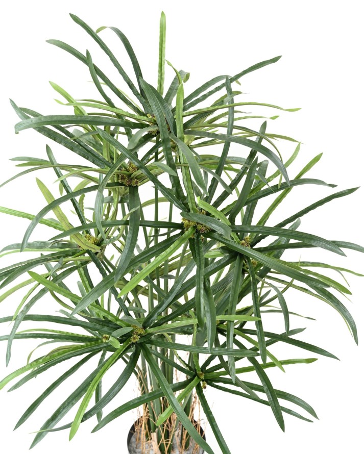 PAPYRUS ALTERNIFOLIUS BEEREN