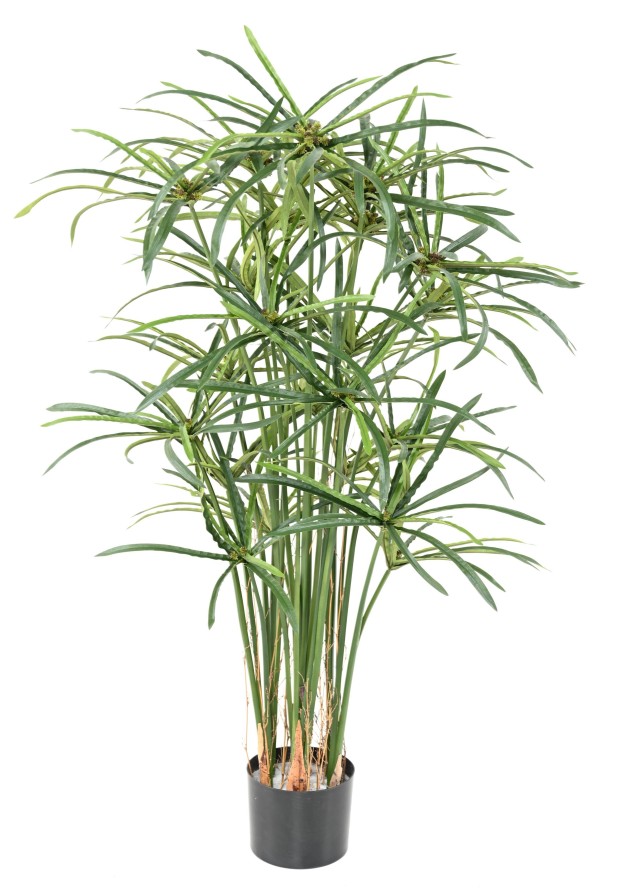 PAPYRUS ALTERNIFOLIUS BAYAS