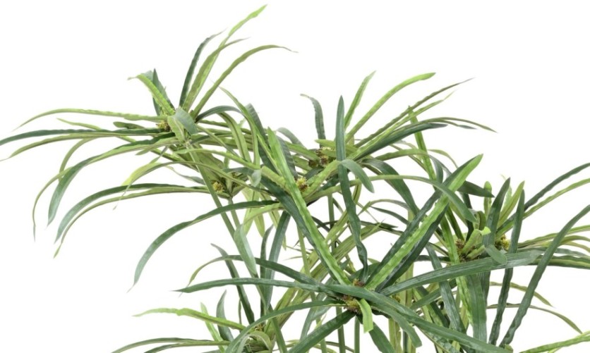 PAPYRUS ALTERNIFOLIUS BAYAS