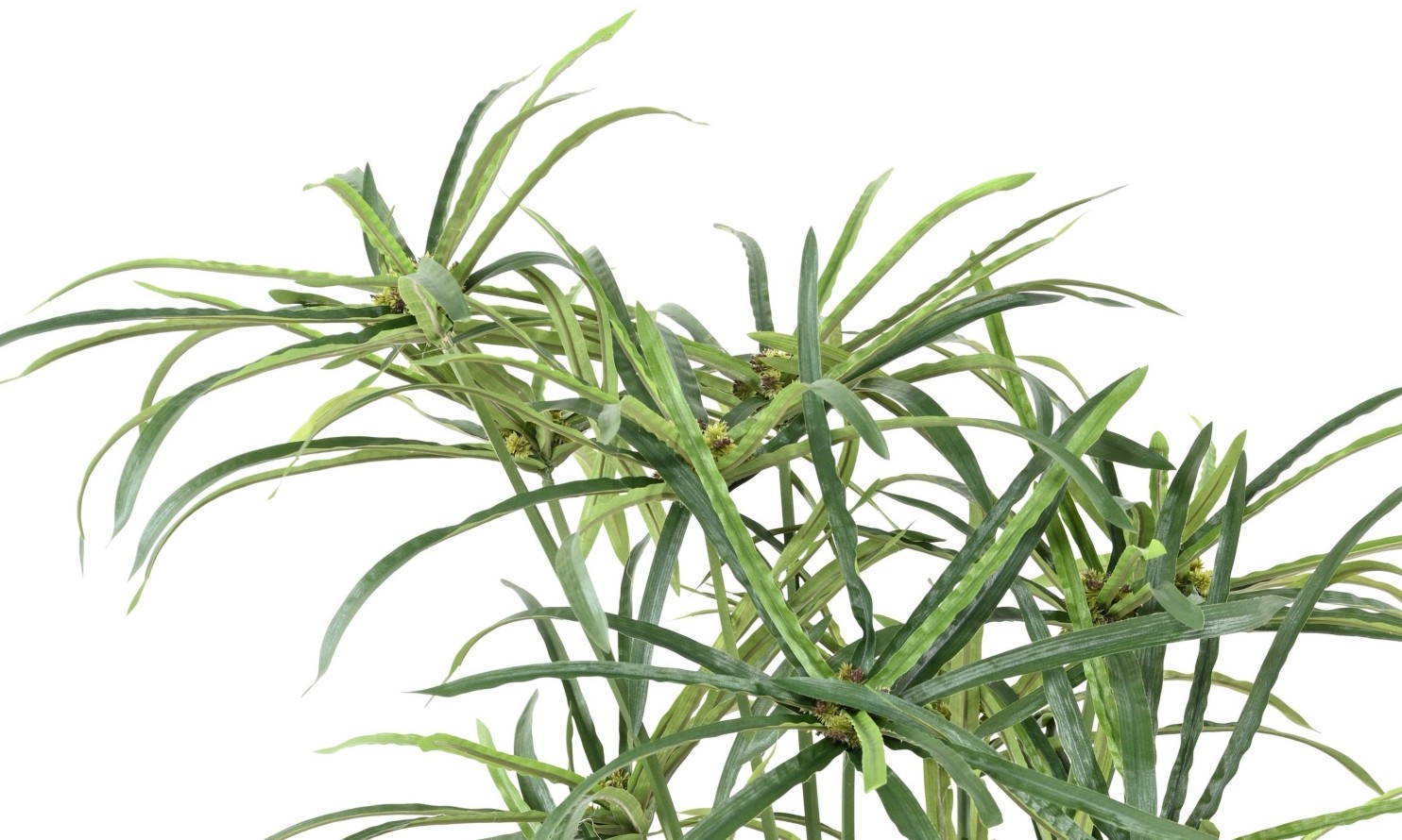 PAPYRUS ALTERNIFOLIUS BAYAS