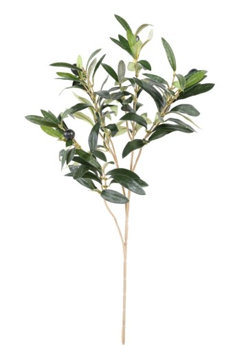 OLIVO RAMA S