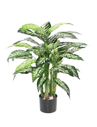 DIEFFENBACHIA EN MACETA