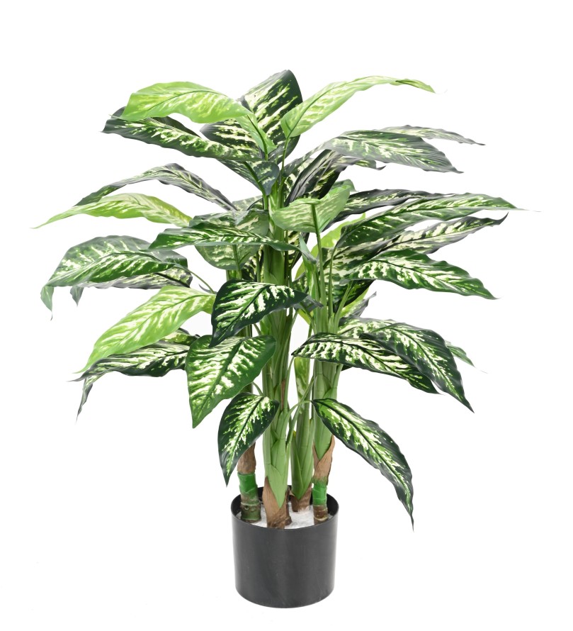 DIEFFENBACHIA EN MACETA