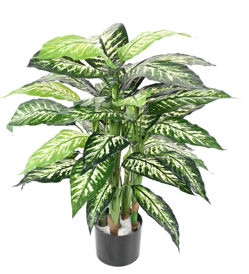 DIEFFENBACHIA EN MACETA