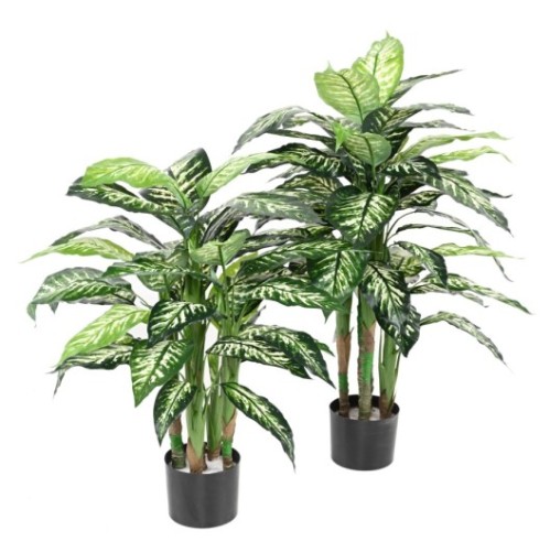 DIEFFENBACHIA EN MACETA