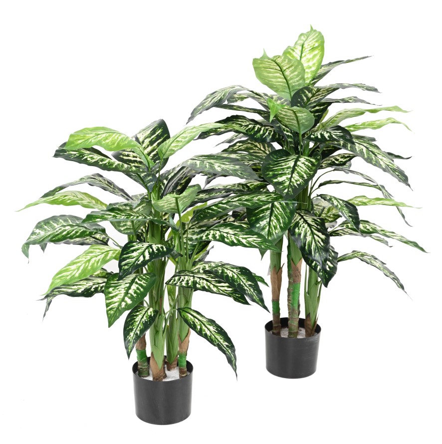 DIEFFENBACHIA EN MACETA