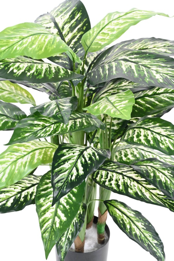 MACETA DIEFFENBACHIA