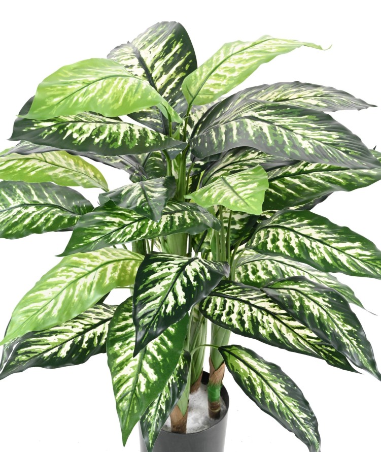 DIEFFENBACHIA EN MACETA