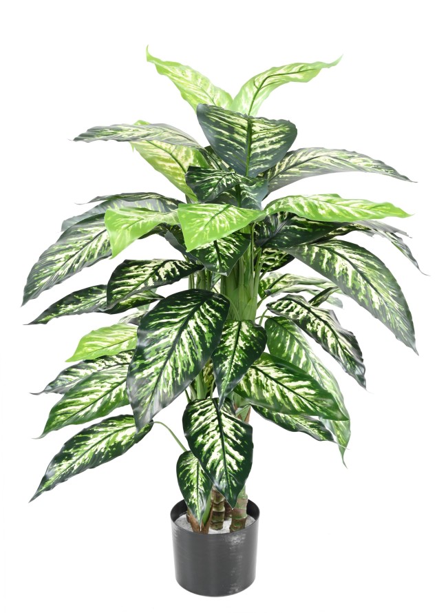 DIEFFENBACHIA POT