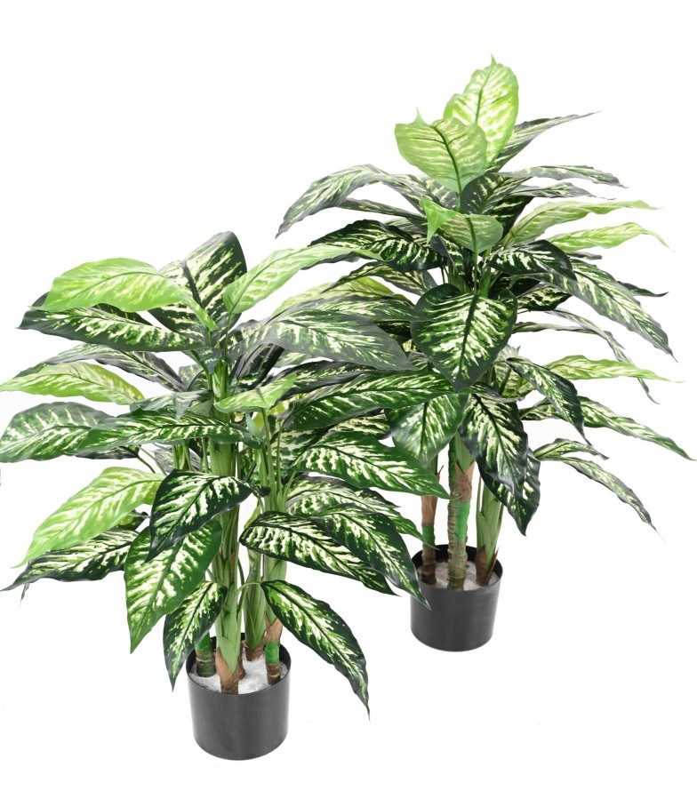 DIEFFENBACHIA TOPF