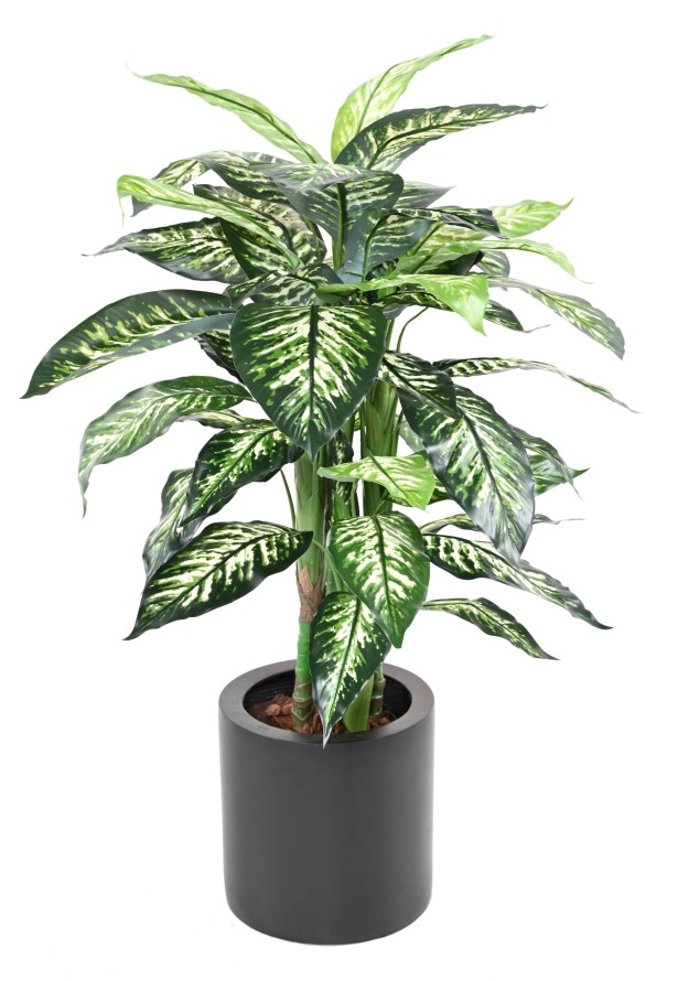 DIEFFENBACHIA TOPF