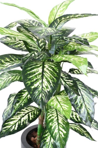 DIEFFENBACHIA EN MACETA