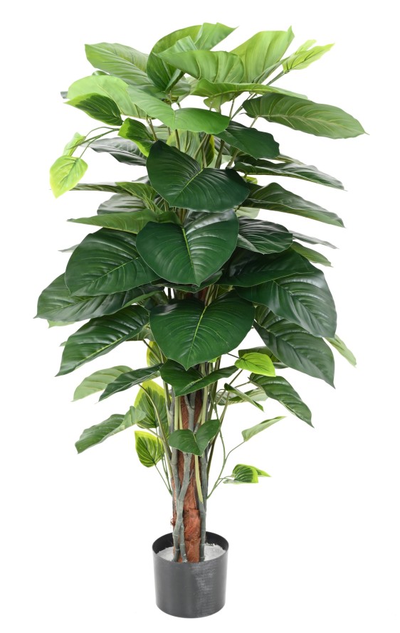 POTHOS CON TUTOR