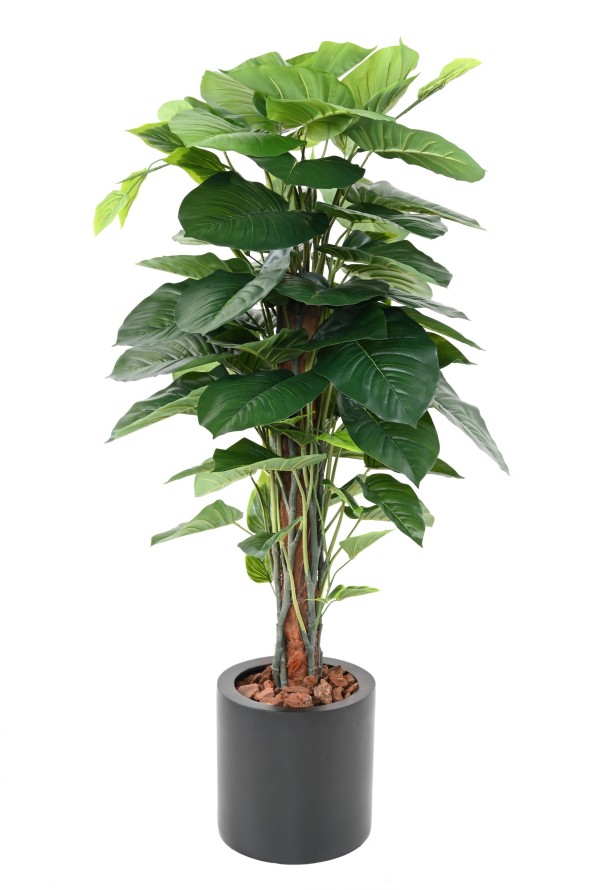 POTHOS CON TUTOR