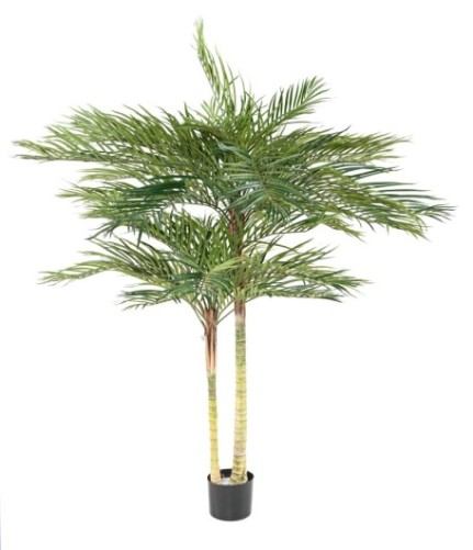 PALMERA PHOENIX 2T