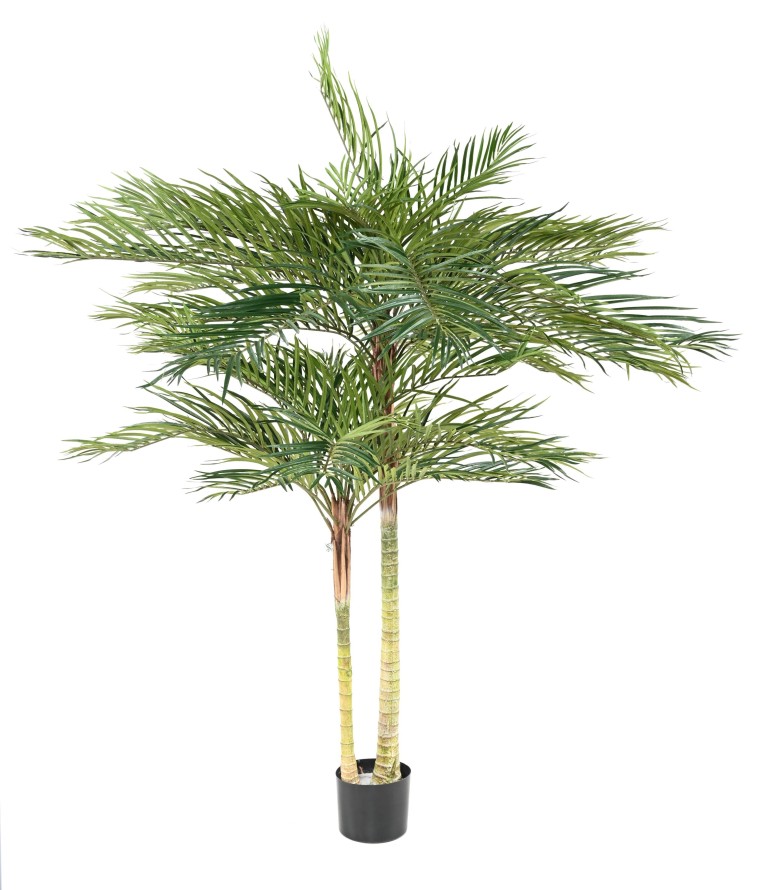 PALMERA PHOENIX 2T
