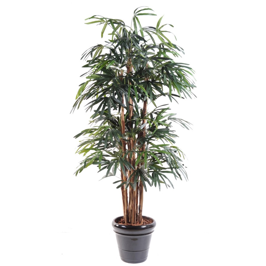 PALMERA RHAPIS EXCELSA