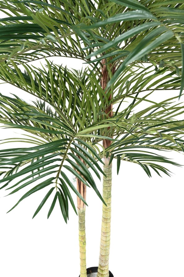 PALMERA PHOENIX 2T