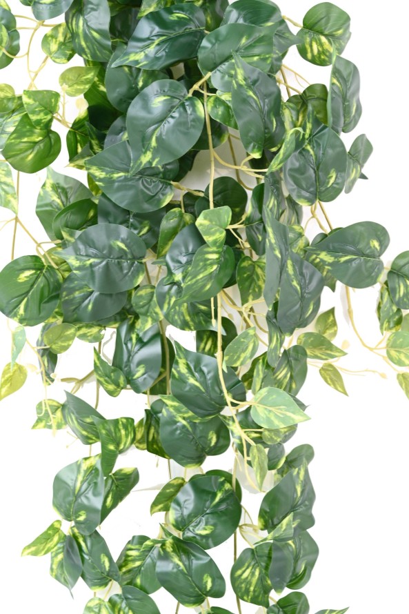 POTHOS COLGANTE ML