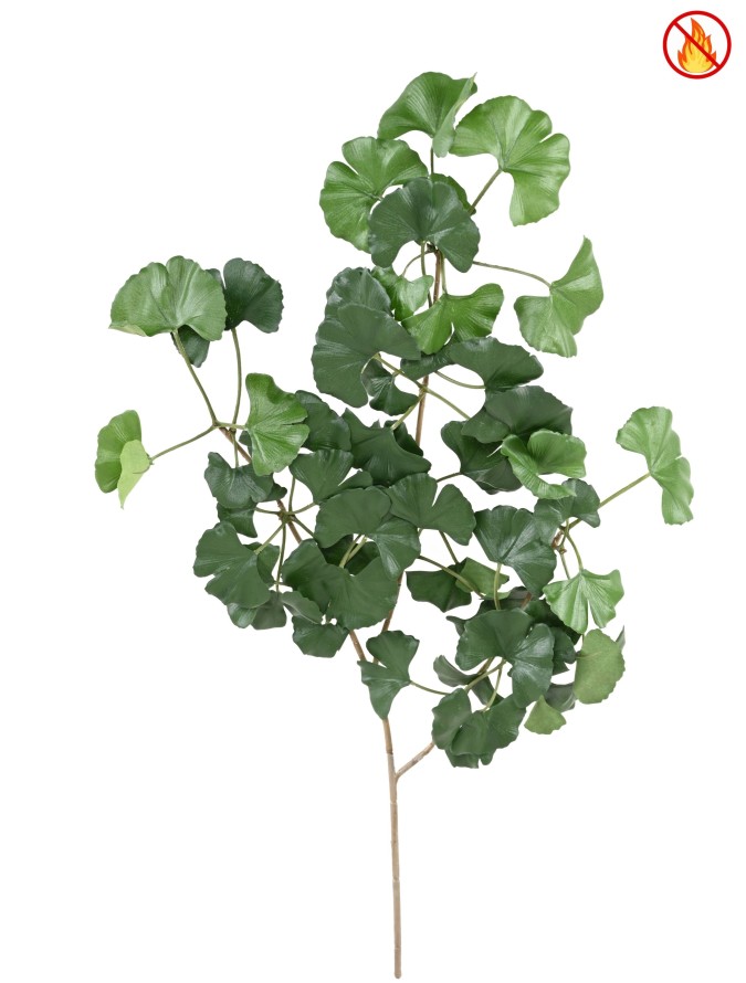 GINKGOBILOBA SWEET RAMA FR - Resistente al Fuego