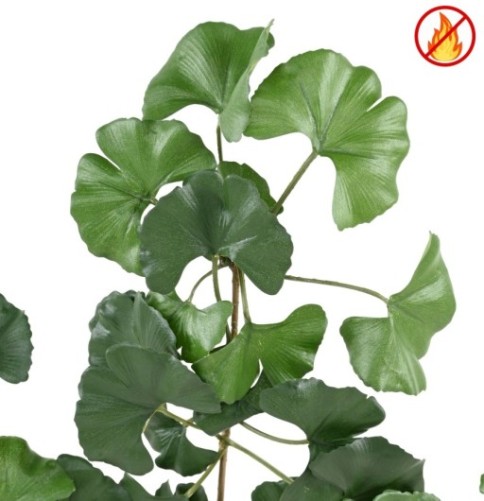 GINKGOBILOBA SWEET RAMA FR - Resistente al Fuego