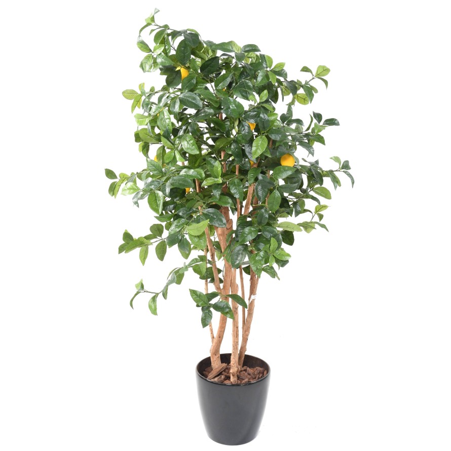 LEMON TREE NEW