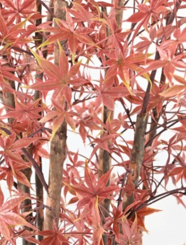 ARALIA PE RESISTENTE A LOS RAYOS UV