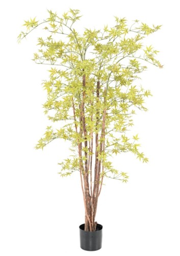 ARALIA PE UV