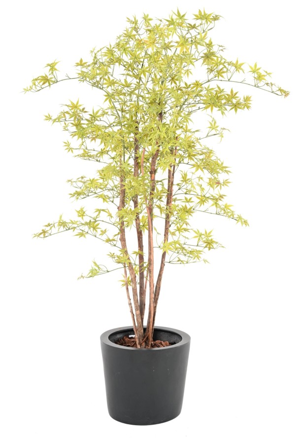 ARALIA PE RESISTENTE A LOS RAYOS UV