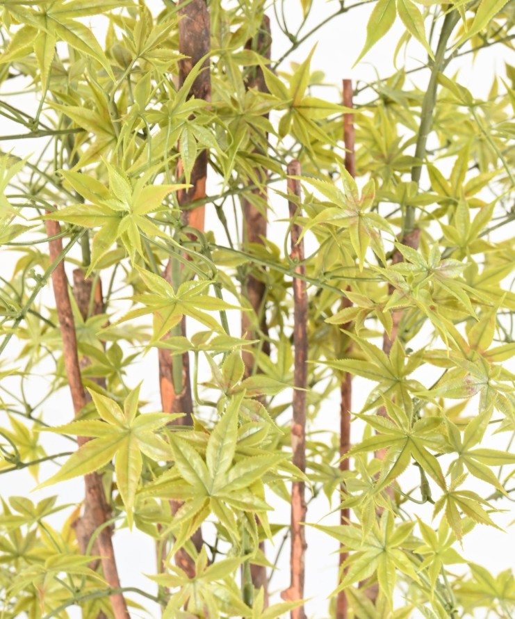 ARALIA PE RESISTENTE A LOS RAYOS UV