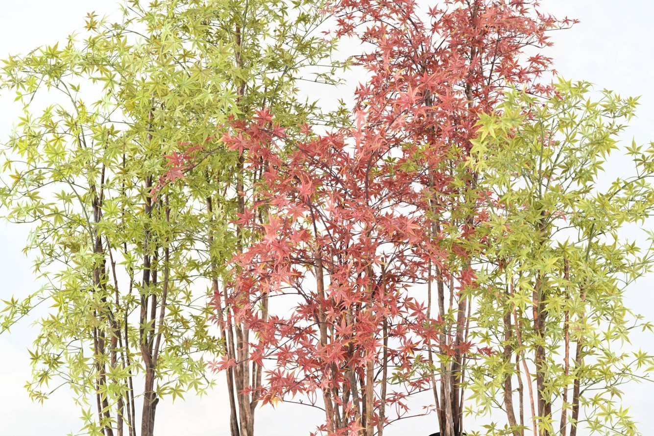 ARALIA PE RESISTENTE A LOS RAYOS UV