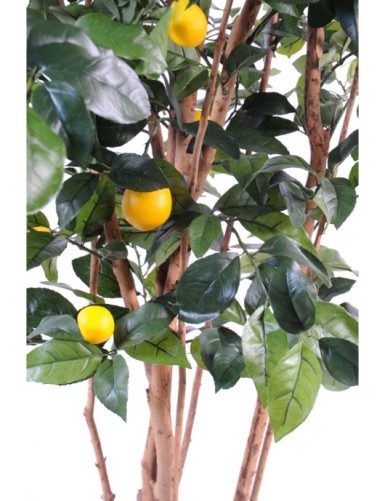 LEMON TREE NEW