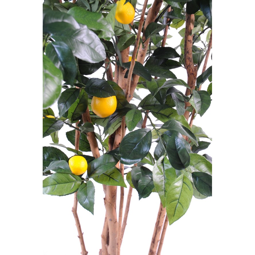 LEMON TREE NEW