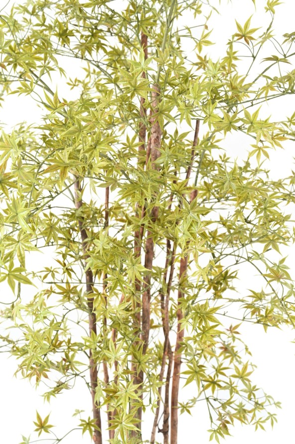 ARALIA PE RESISTENTE A LOS RAYOS UV