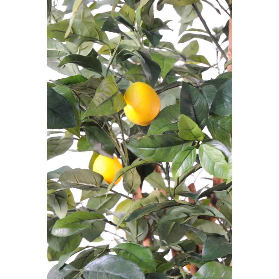 LEMON TREE NEW