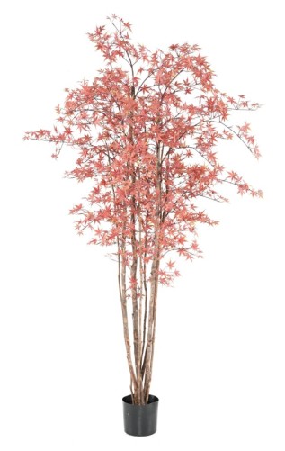 ARALIA PE RESISTENTE A LOS...