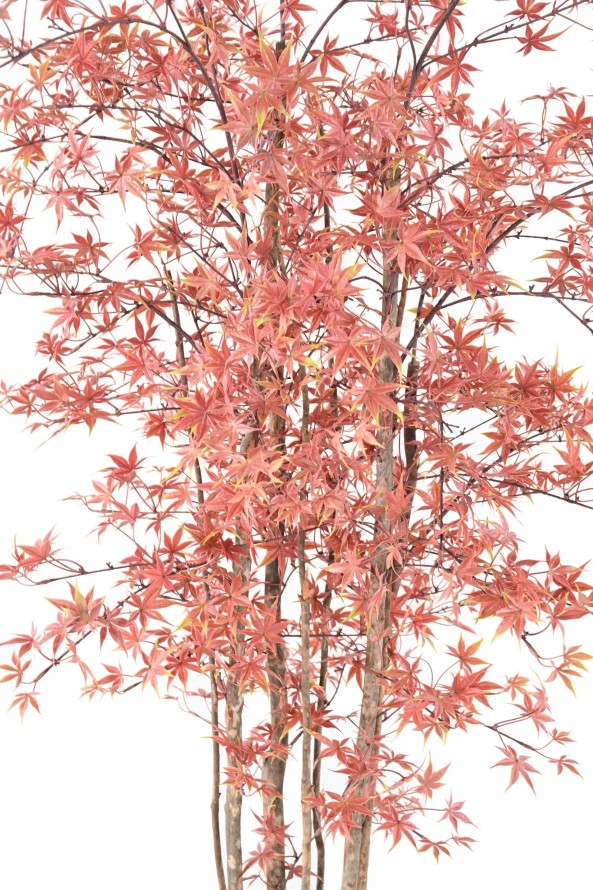 ARALIA PE RESISTENTE A LOS RAYOS UV