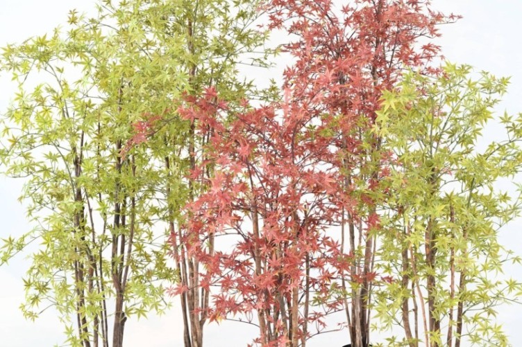 ARALIA PE RESISTENTE A LOS RAYOS UV