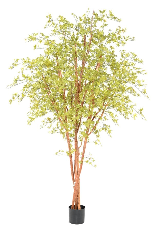 ARALIA PE TREE RESISTENTE A LOS RAYOS UV