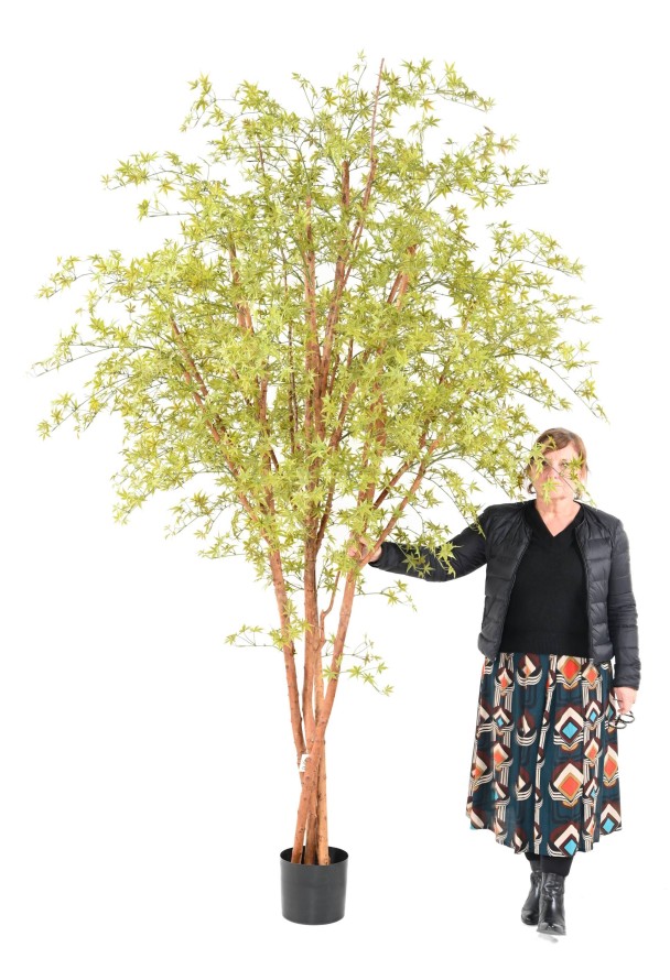 ARALIA PE TREE RESISTENTE A LOS RAYOS UV